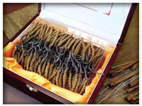 武鸣冬虫夏草回收